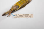 Carduelis chloris, LB4643, © Auckland Museum CC BY