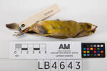 Carduelis chloris, LB4643, © Auckland Museum CC BY