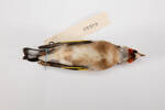 Carduelis carduelis, LB4648, © Auckland Museum CC BY