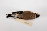 Carduelis carduelis, LB4648, © Auckland Museum CC BY