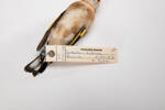 Carduelis carduelis, LB4648, © Auckland Museum CC BY