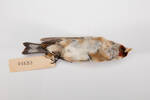 Carduelis carduelis, LB4653, © Auckland Museum CC BY