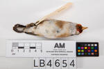 Carduelis carduelis, LB4654, © Auckland Museum CC BY