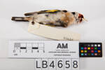 Carduelis carduelis, LB4658, © Auckland Museum CC BY