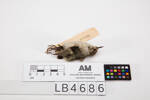 Acanthisitta chloris, LB4686, © Auckland Museum CC BY