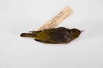 Zosterops lateralis, LB4735, © Auckland Museum CC BY