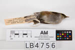 Zosterops lateralis, LB4756, © Auckland Museum CC BY