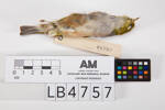 Zosterops lateralis, LB4757, © Auckland Museum CC BY