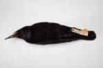 Corvus frugilegus, LB4917, © Auckland Museum CC BY