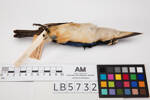 Todiramphus chloris, LB5732, © Auckland Museum CC BY