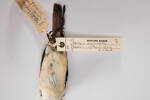 Todiramphus recurvirostris, LB5735, © Auckland Museum CC BY