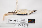Todiramphus recurvirostris, LB5735, © Auckland Museum CC BY