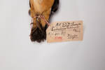 Halcyon coromanda, LB5736, © Auckland Museum CC BY