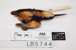 Alcedo azureus, LB5744, © Auckland Museum CC BY