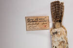 Bucco macrodactylus, LB5778, © Auckland Museum CC BY
