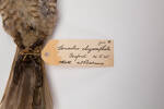Sericulus chrysocephalus, LB5963, © Auckland Museum CC BY
