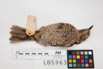 Sericulus chrysocephalus, LB5963, © Auckland Museum CC BY