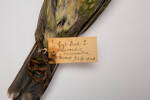Ailuroedus crassirostris, LB5966, © Auckland Museum CC BY