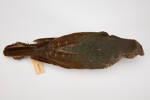 Ptilonorhynchus violaceus, LB6002, © Auckland Museum CC BY