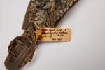 Ptilonorhynchus violaceus, LB6002, © Auckland Museum CC BY