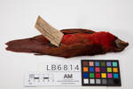 Chalcopsitta cardinalis, LB6813, © Auckland Museum CC BY
