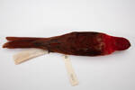 Chalcopsitta cardinalis, LB6815, © Auckland Museum CC BY