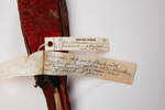 Chalcopsitta cardinalis, LB6815, © Auckland Museum CC BY