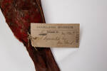 Chalcopsitta cardinalis, LB6817, © Auckland Museum CC BY