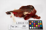 Chalcopsitta cardinalis, LB6818, © Auckland Museum CC BY