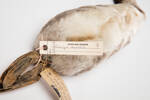 Podiceps auritus; LB6901; © Auckland Museum CC BY