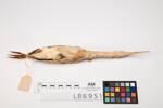 Ixobrychus sinensis, LB6951, © Auckland Museum CC BY