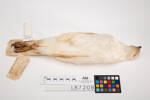 Accipiter novaehollandiae, LB7208, © Auckland Museum CC BY