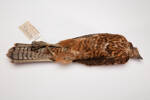 Accipiter rufitorques, LB7209, © Auckland Museum CC BY
