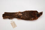 Accipiter rufitorques, LB7209, © Auckland Museum CC BY