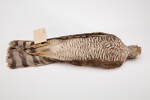 Accipiter nisus, LB7224, © Auckland Museum CC BY