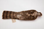 Accipiter nisus, LB7224, © Auckland Museum CC BY