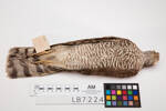 Accipiter nisus, LB7224, © Auckland Museum CC BY