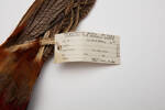 Chrysolophus pictus; LB7261; © Auckland Museum CC BY