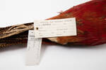 Chrysolophus pictus; LB7265; © Auckland Museum CC BY