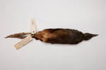 Amaurornis olivaceus, LB7279, © Auckland Museum CC BY