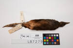 Amaurornis olivaceus, LB7279, © Auckland Museum CC BY