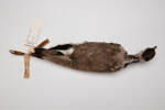 Vanellus indicus, LB7299, © Auckland Museum CC BY