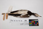 Vanellus indicus, LB7299, © Auckland Museum CC BY