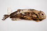 Tyto capensis, LB7388, © Auckland Museum CC BY