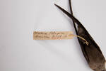 Chaetura pelagica, LB7402, © Auckland Museum CC BY
