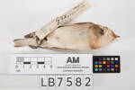 Plectrophenax nivalis, LB7582, © Auckland Museum CC BY