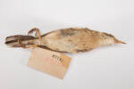 Anthus campestris, LB7743, © Auckland Museum CC BY