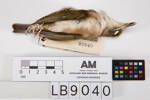 Zosterops albogularis, LB9040, © Auckland Museum CC BY