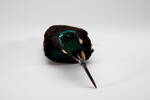 Ptiloris paradiseus, LB9065, © Auckland Museum CC BY