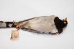 Urocissa erythrorhyncha, LB9634, © Auckland Museum CC BY